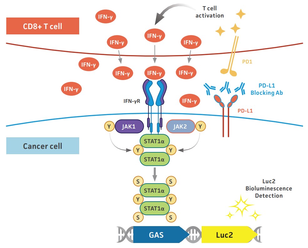 Luciferase signal generated by HCC827-GAS-Luc2 cells  upon T cell activation through the PD-L1 blockade