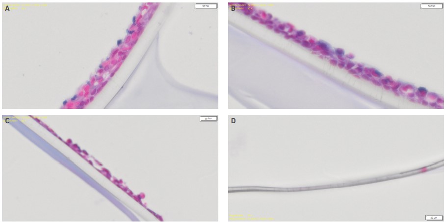 Representative alcian blue stained images of airway models apically treated with 24-hour exposure to either (A) DPBS blank  controls, (B) 53.9, (C) 147.9, or (D) 2183.4 µM CdCl₂.