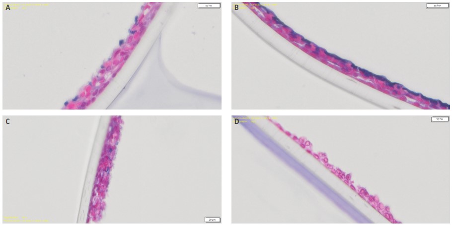 Representative alcian blue stained images of airway models apically treated with either (A) DPBS blank controls, (B) 46.2, (C)  1,185, or (D) 4,000 µM pentamidine for 24 Hr.