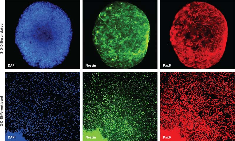  Fig 2 Sectioned 3D neurospheres