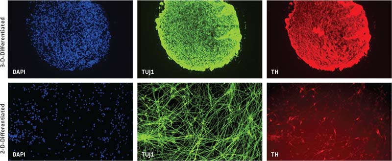  Fig 3 Neurospheres Tyrosine Hydroxylase