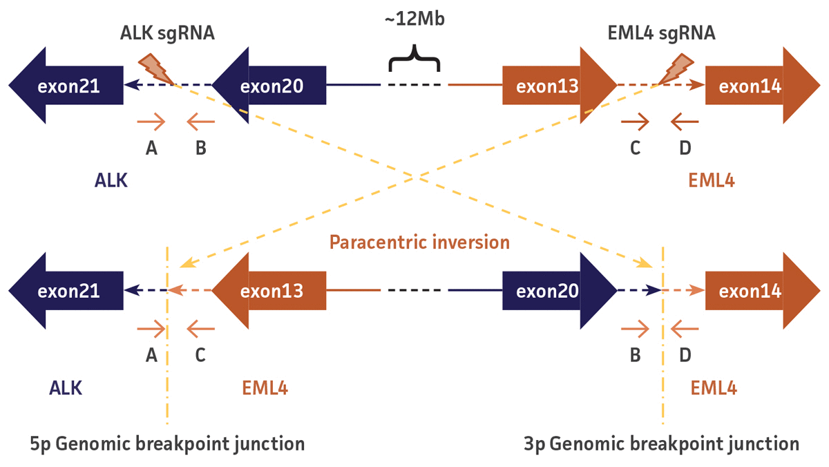 5p Genomic breakpoint junction; 3p Genomic breakpoint junction