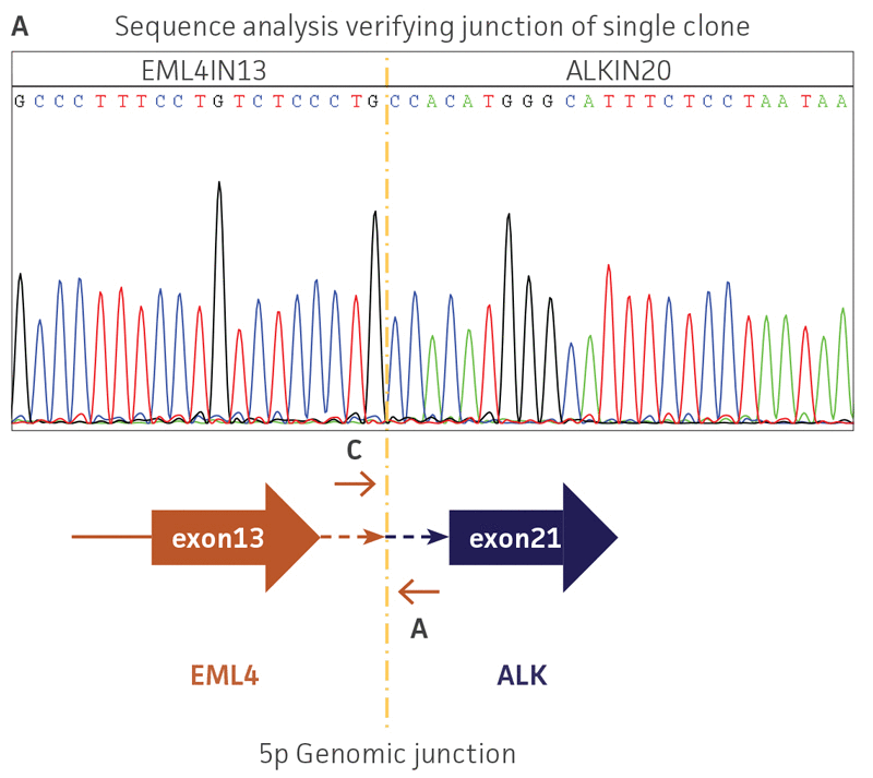 Sequence analysis verifying junction of single clone.