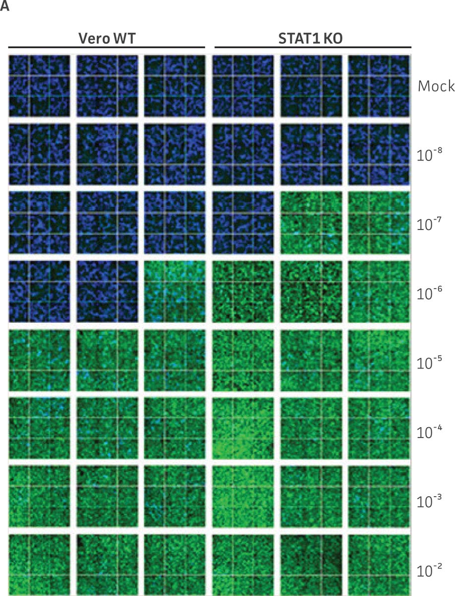 Dengue II virus type 2 strain New Guinea C titer comparison.