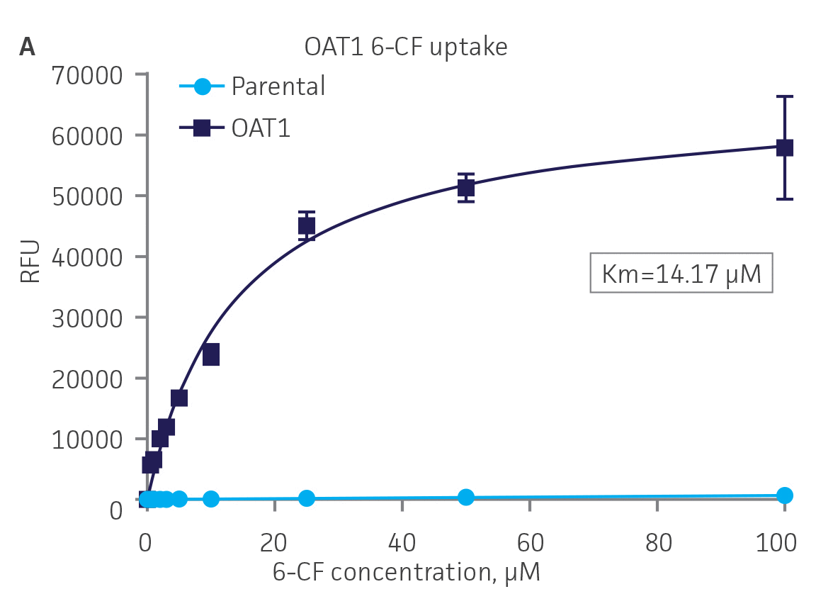 SLC transporter-expressing cells display potent substrate uptake activity.