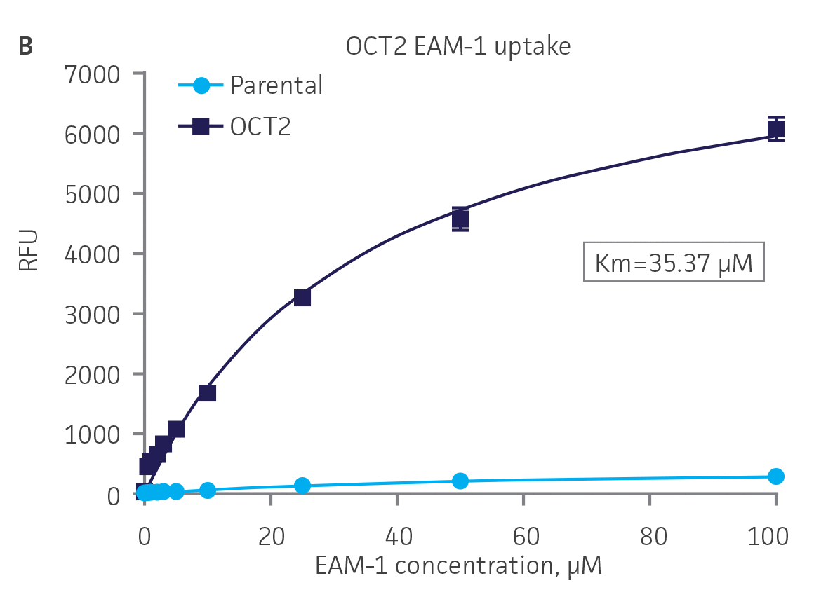 SLC transporter-expressing cells display potent substrate uptake activity.