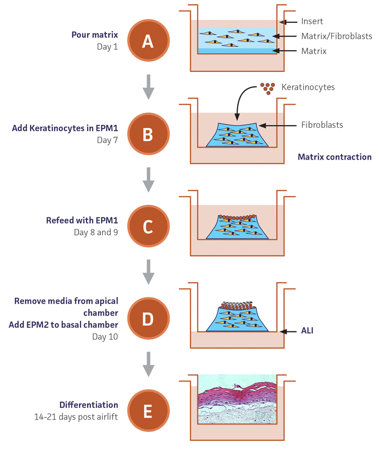 Drawing of co-culture process of primary keratinocytes or Ker-CT grown on collagen raft embedded with primary dermal fibroblasts.