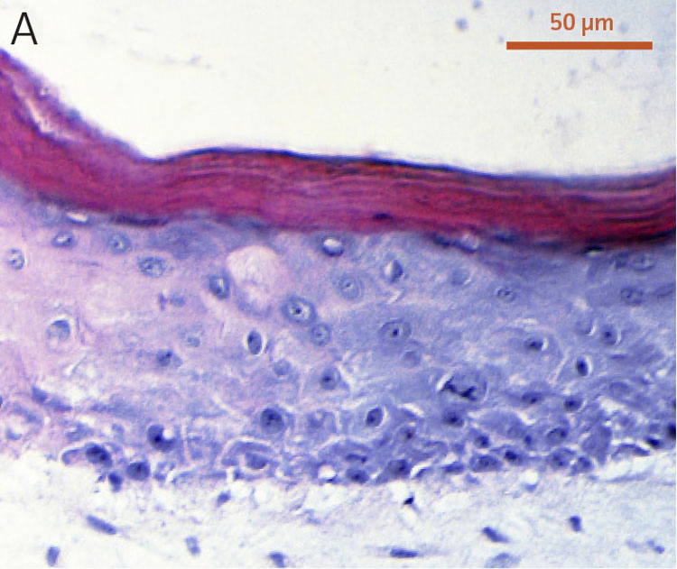 Primary foreskin keratinocytes at passage 2.