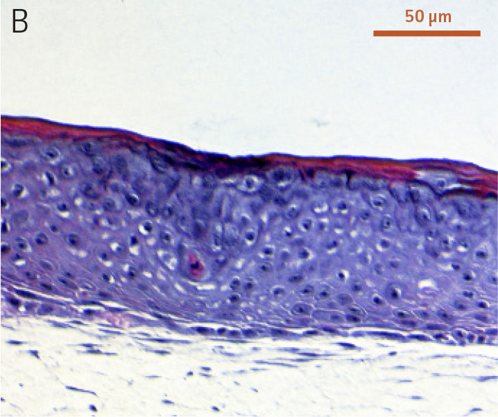 Ker-CT cells at passage 6.