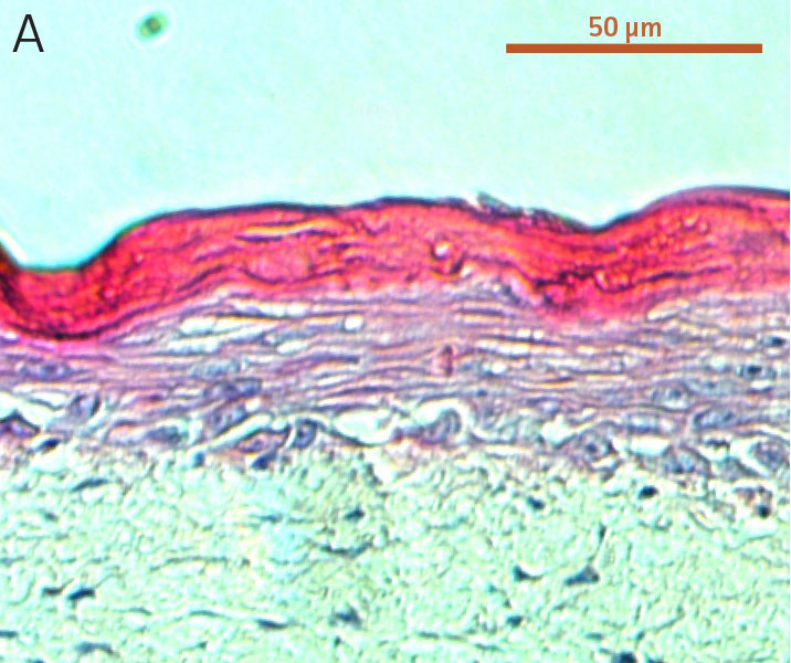 Primary foreskin keratinocytes at passage 2.