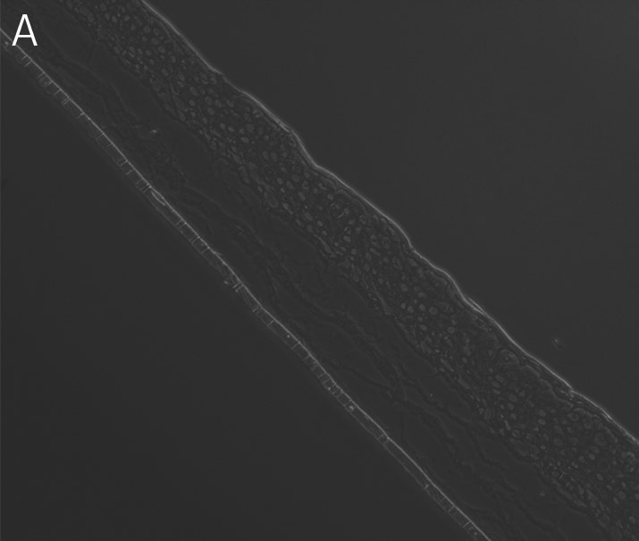 Ker-CT cells cultured at ALI display similar architecture to skin in vivo.