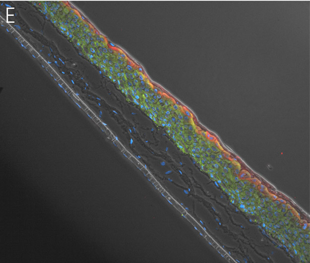 Ker-CT images of cells with overlays of colorful stains used in the study.