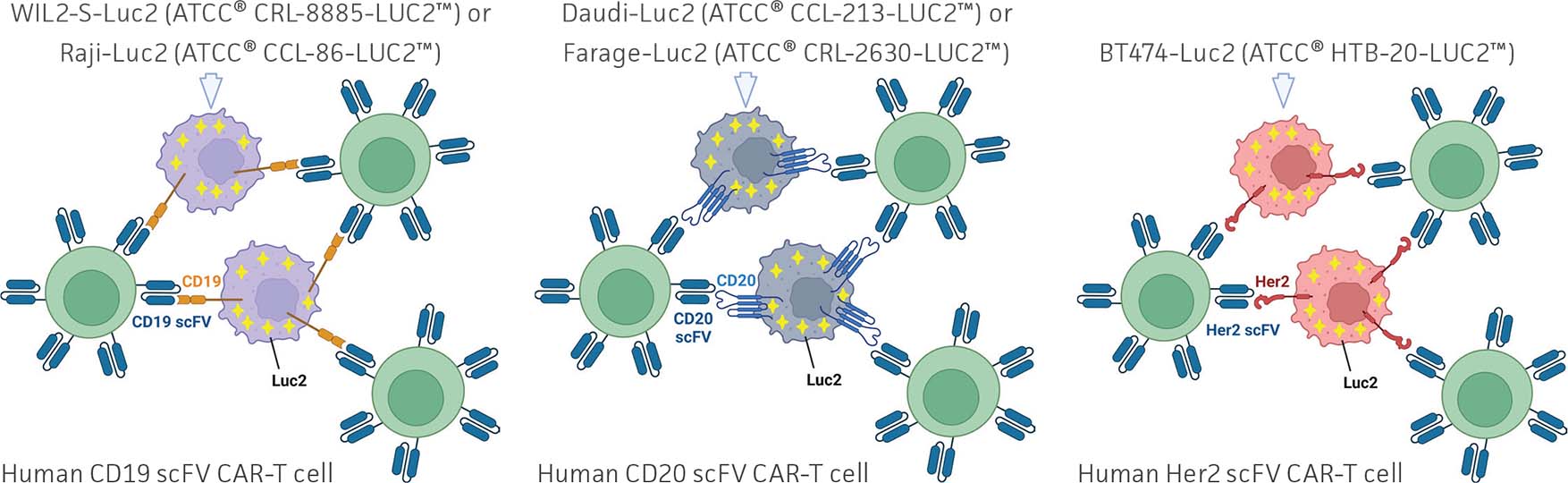 Luciferase Reporter Cancer Cell Lines Facilitate CART Development ATCC
