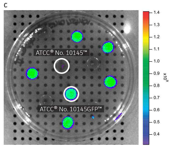 Visual detection of GFP-labeled microorganisms