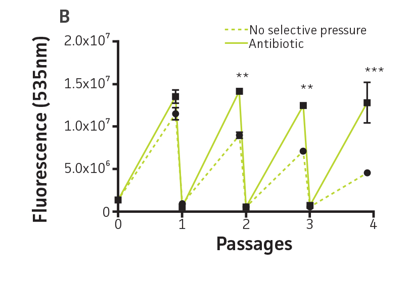 Graph showing Plasmid stability in P. aeruginosa-GFP.