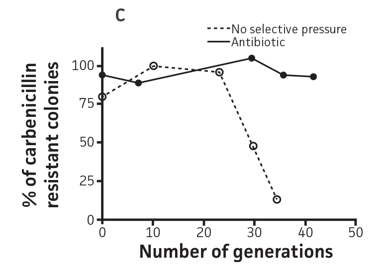 Graph showing Plasmid stability in P. aeruginosa-GFP.