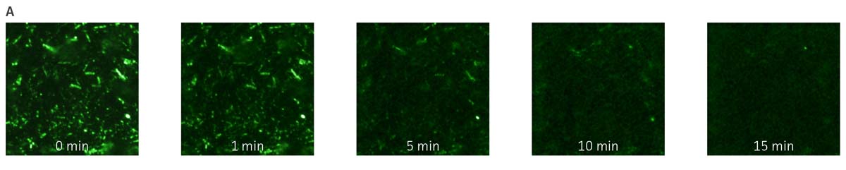 Detection of P. aeruginosa-GFP by fluorescence microscopy.