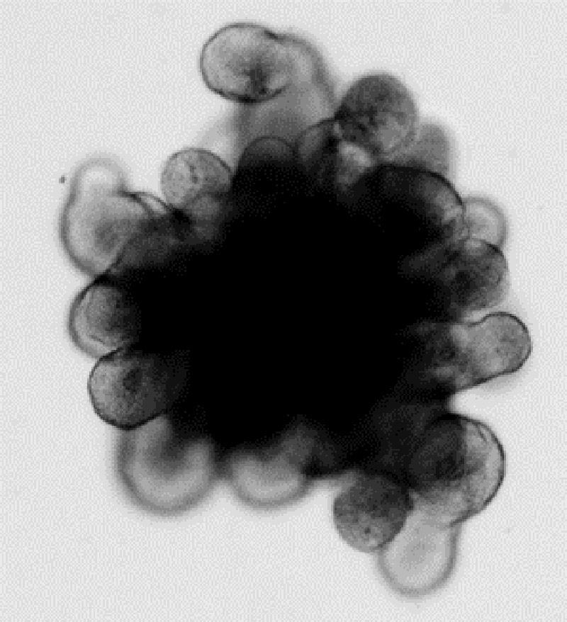Mouse small intestinal organoid exhibiting a dark central lumen filled with debris and protruding crypt structures.