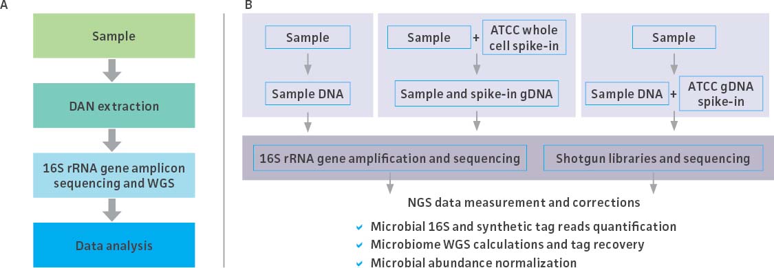 Typical stages of a microbiome workflow
