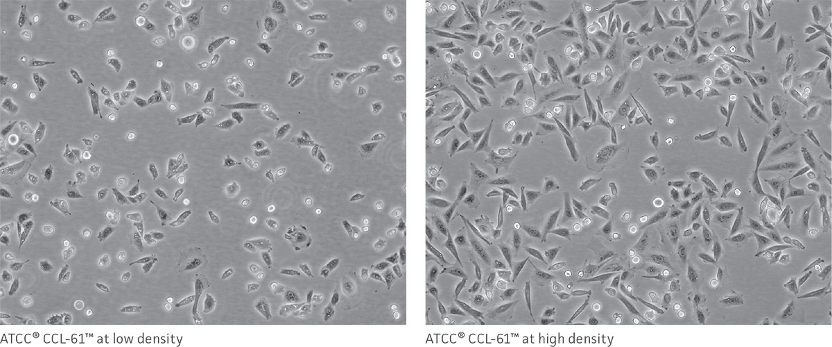 Animal Cell Culture Guide | ATCC Animal Cell Culture Guide | ATCC