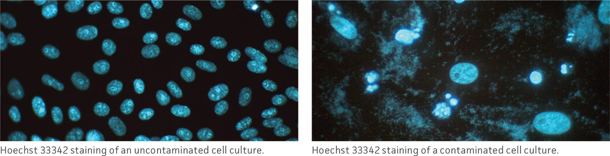Hoechst 33342 staining of an uncontaminated cell culture and Hoechst 33342 staining of a contaminated cell culture.