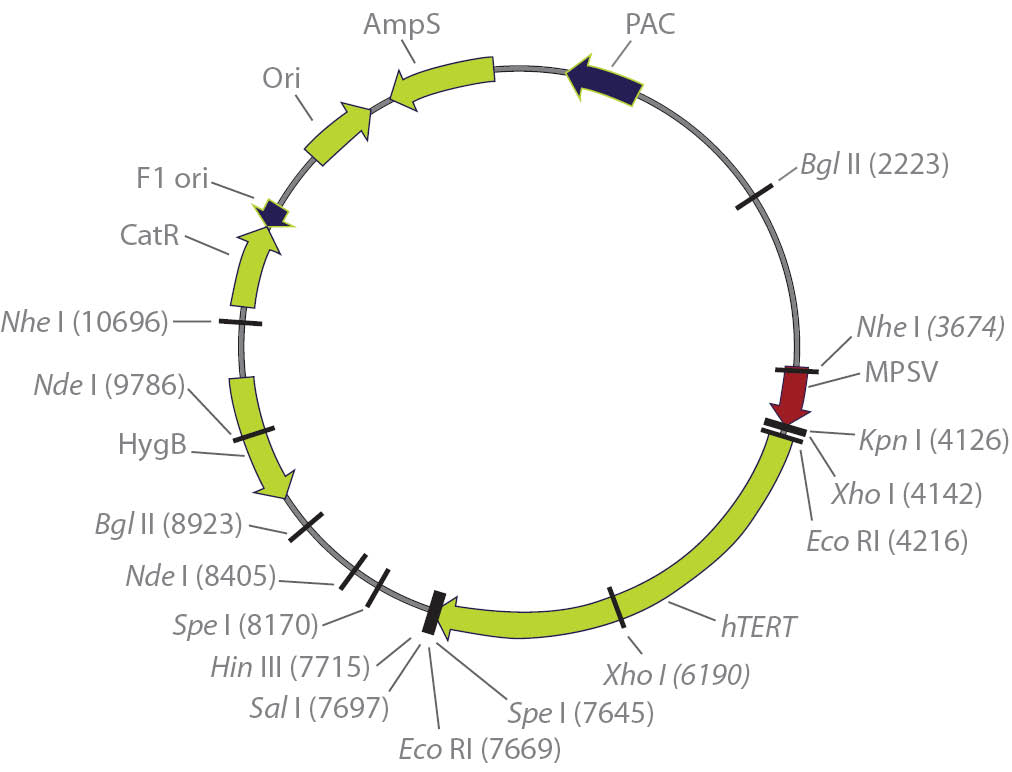 Diagram of Eukaryotic expression plasmid.