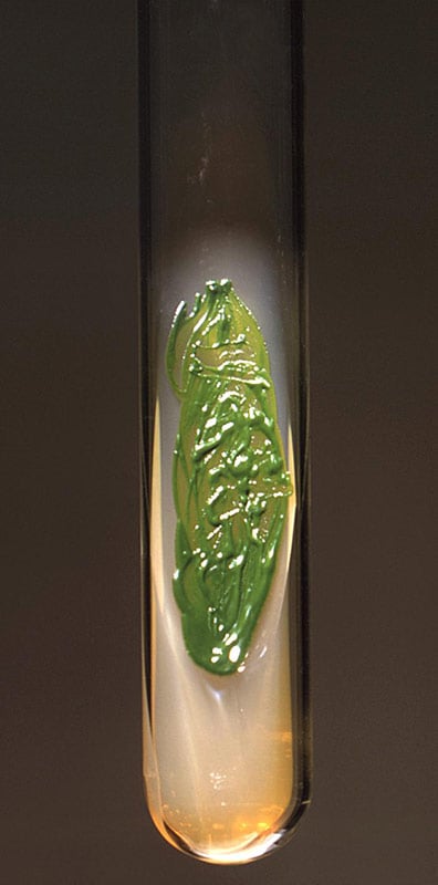 Agar slant containing an actively growing culture of Chlorella sp. Photo courtesy of the CDC.