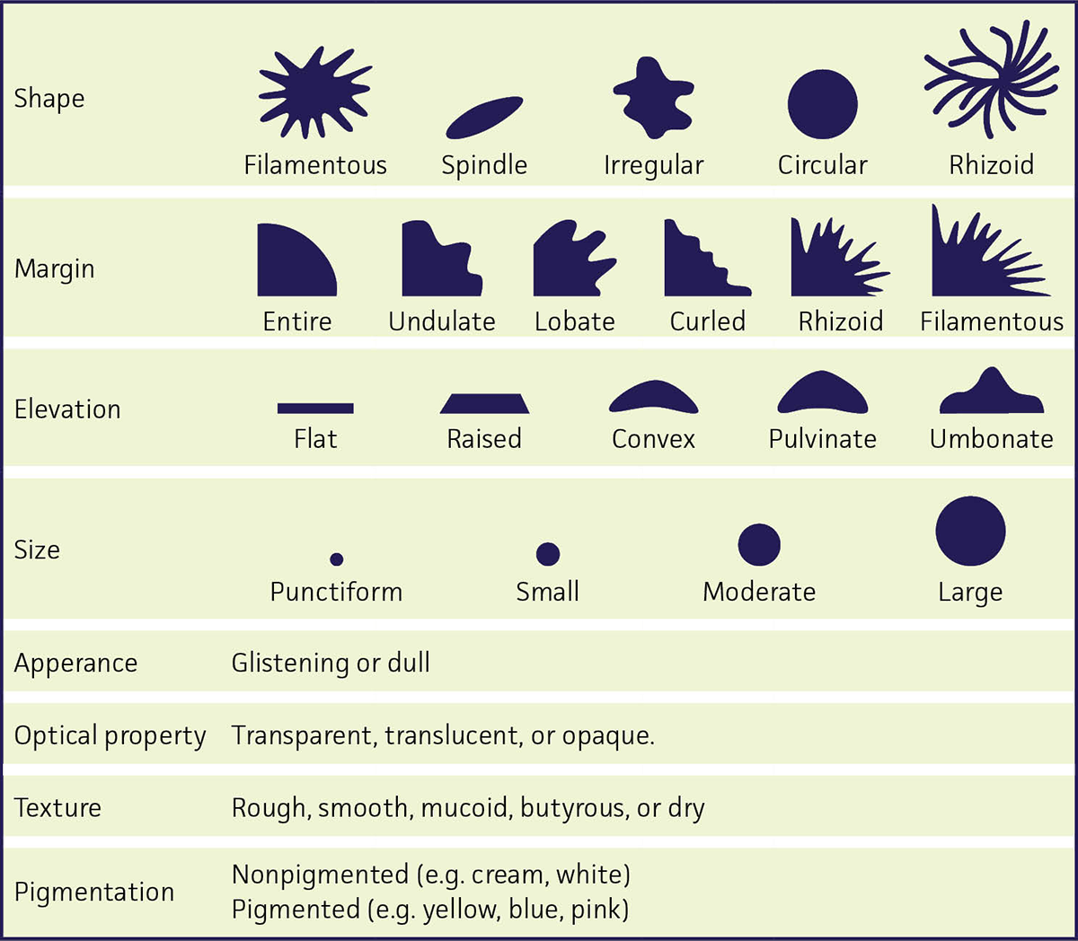 Colony Morphology
