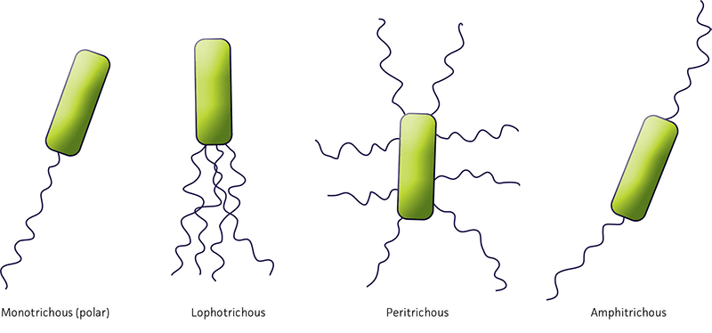 Types of flagella