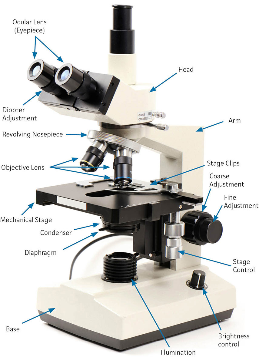 Label the image of a compound light microscope using the terms provided