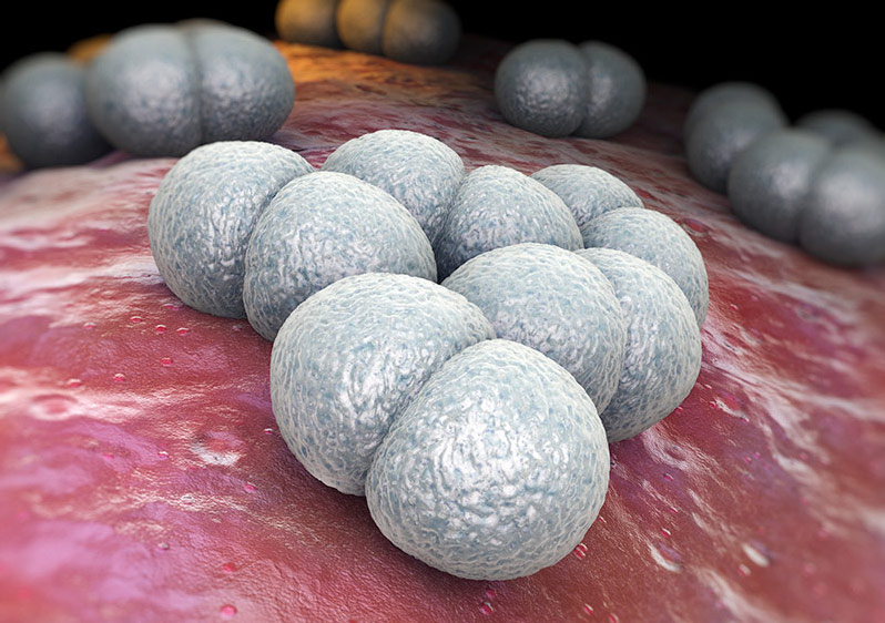 Neisseria meningitidis - cocci bacteria with diplococci arrangement