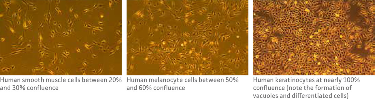 Primary Cell Culture Guide | ATCC