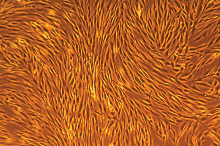 Primary Cell Culture Guide ATCC