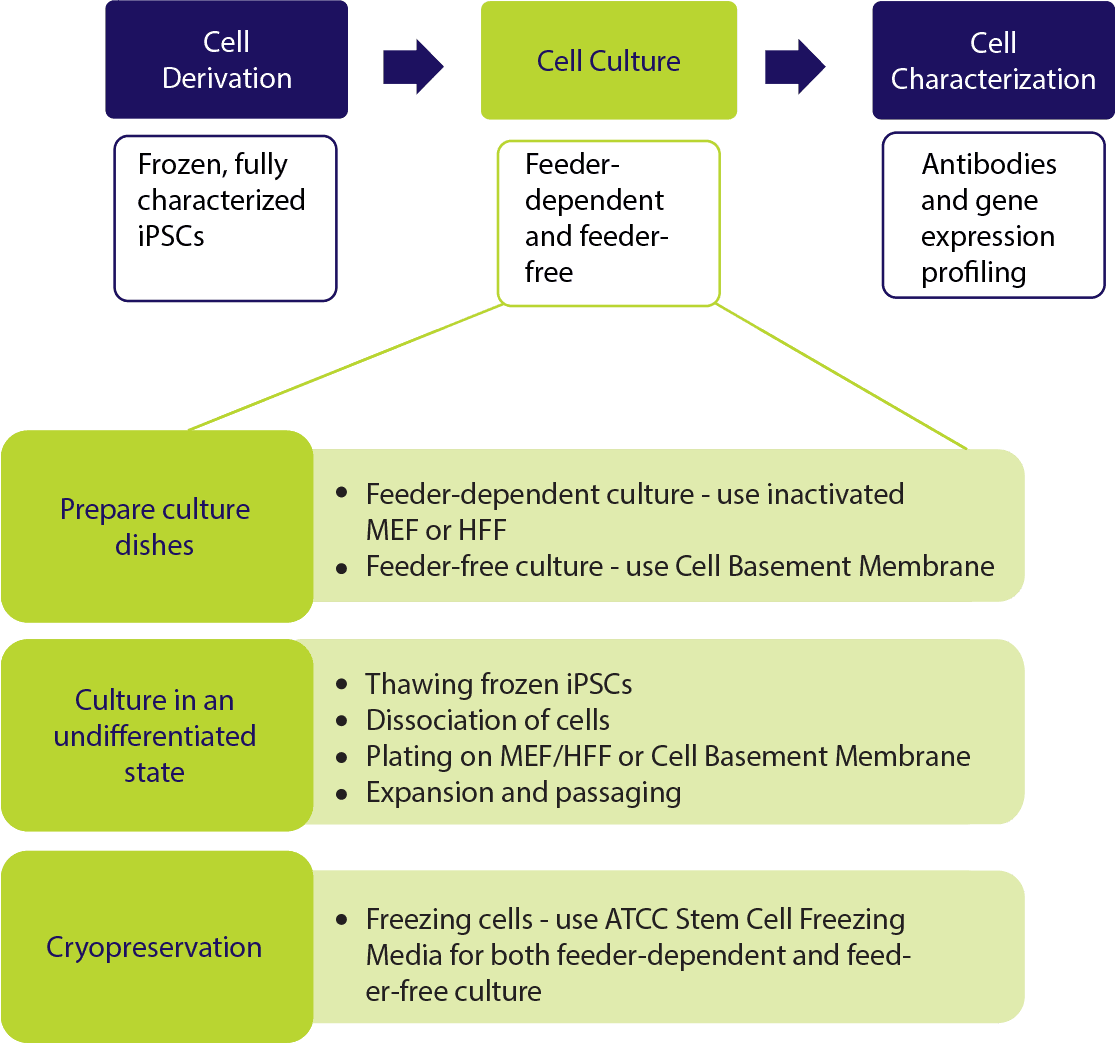 Stem Cell Culture Guide | ATCC Stem Cell Culture Guide | ATCC