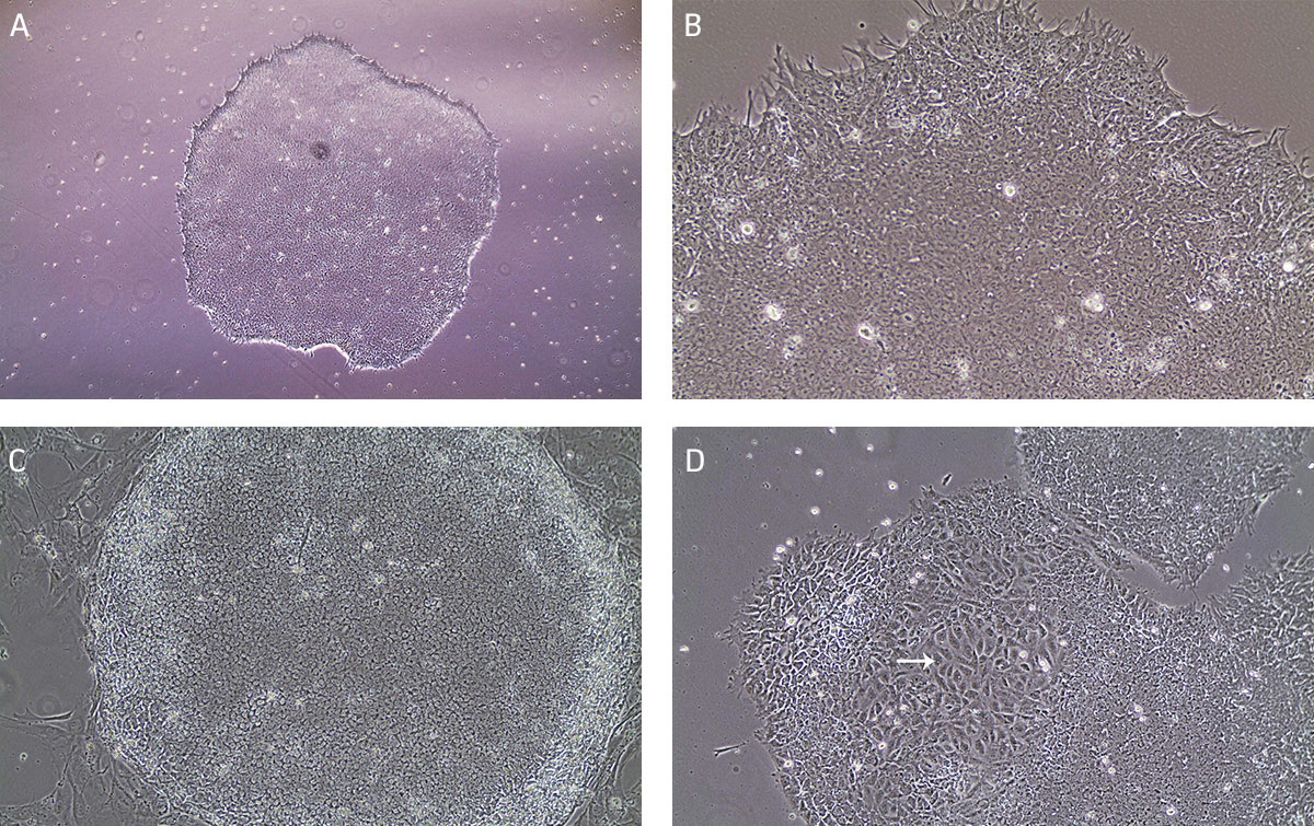 Stem Cell Culture Guide ATCC