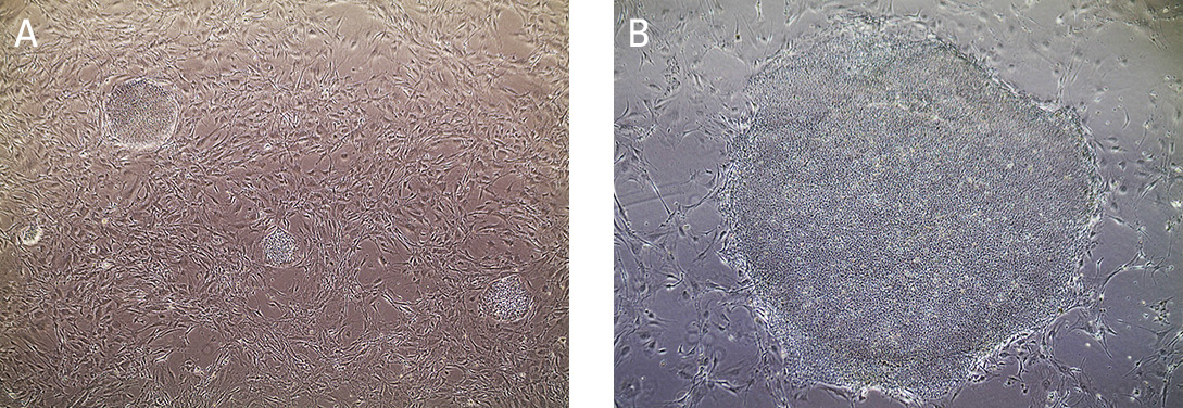 Stem Cell Culture Guide Atcc