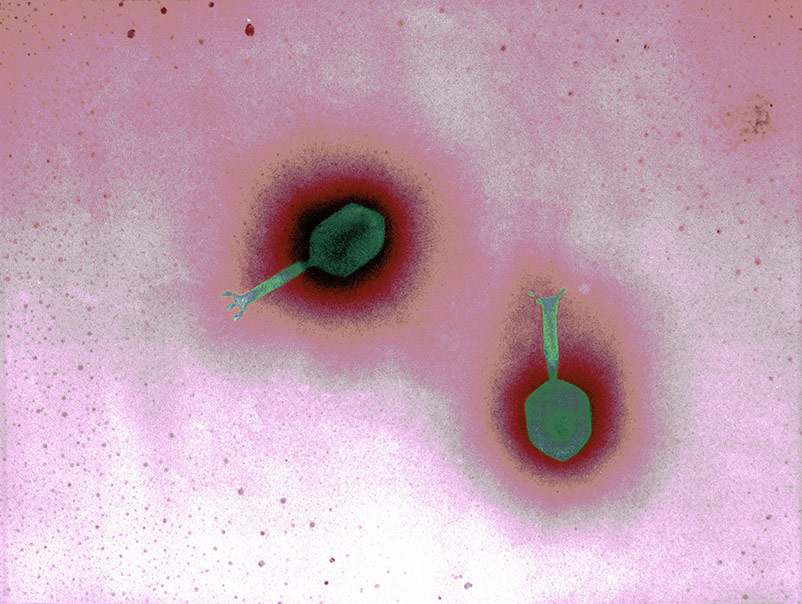 Green Myoviridae bacteriophage with tail.