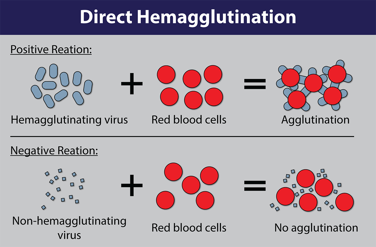 hemagglutination-assay.png?rev=ccf5f62ccce641e99d52b0950402f703&hash=CAF0CFDB5C19BE67FEF20799EA0E04D7#s-1200,788