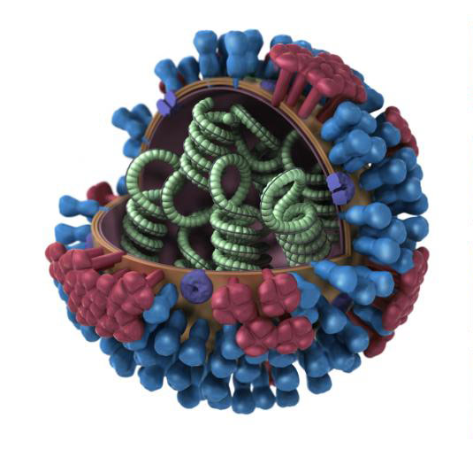 3-D illustration of influenza.