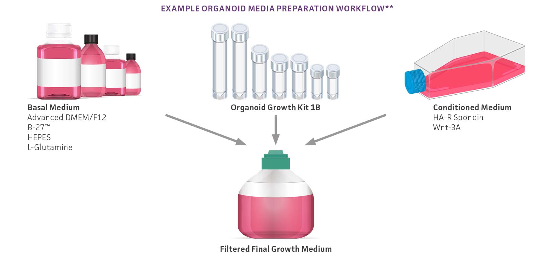 Fig 1 Organoid growth medium made easy.