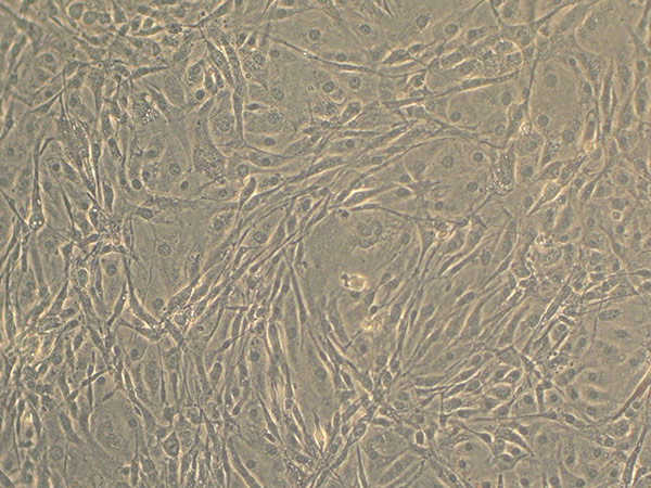 Light microscopy of confluent 3T3-L1 cells