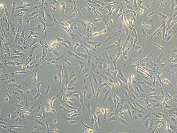 Light microscopy of subconfluent 3T3-L1 cells
