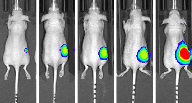 Bioluminescence imaging techniques enable reliable and sensitive real-time imaging of small tumor lesions.