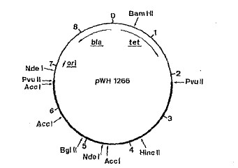 pWH1266 - 77092 | ATCC