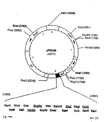 Vector map