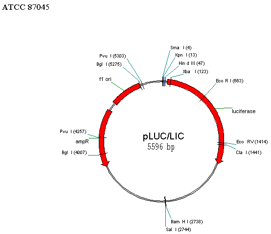 ATCC 87045 Vector map