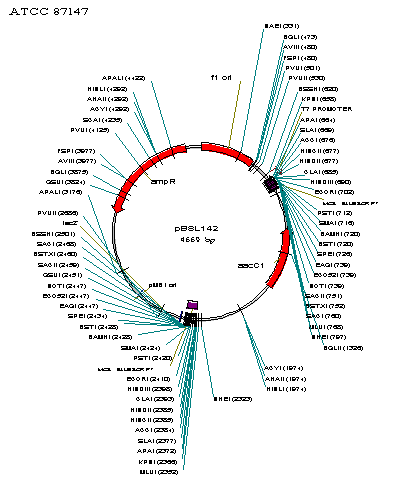 ATCC 87147 Vector map