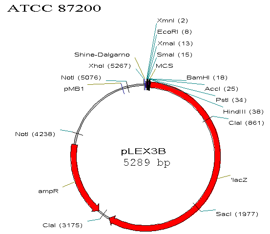 ATCC 87200 Vector map