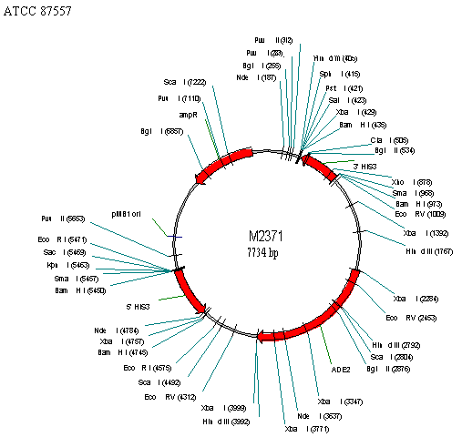 Vector Diagram