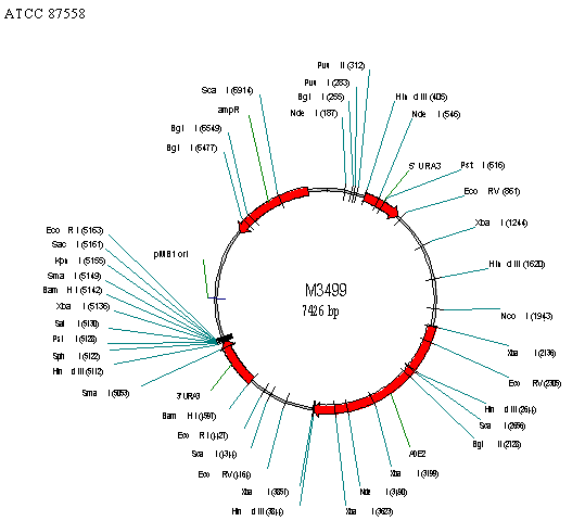 Vector Diagram